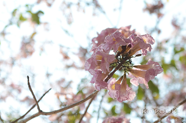 Tabebuia rosea