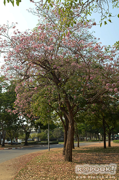 Tabebuia rosea