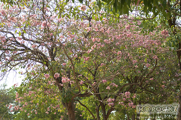 Tabebuia rosea