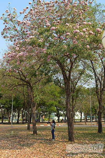 Tabebuia rosea