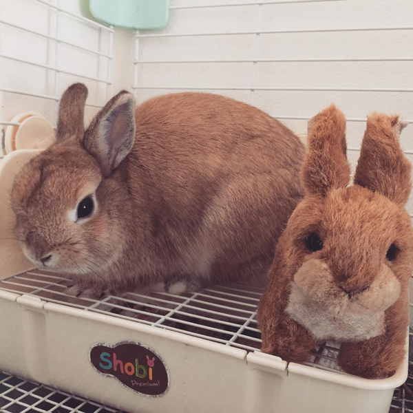 Lucky Bunny Cafe