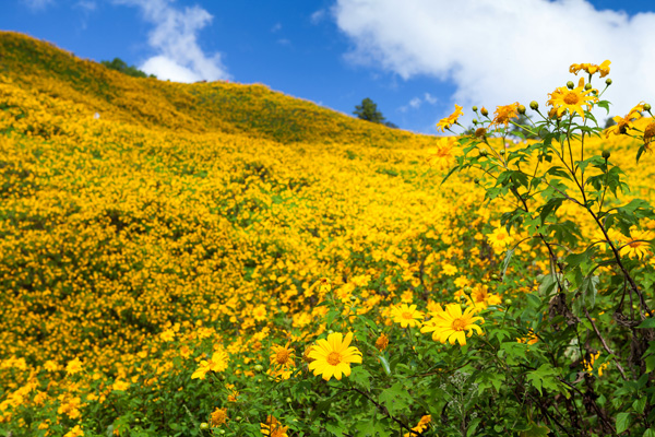 Mexican-Sunflower-Weed