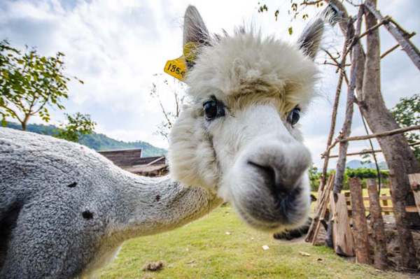 AlpacaHill
