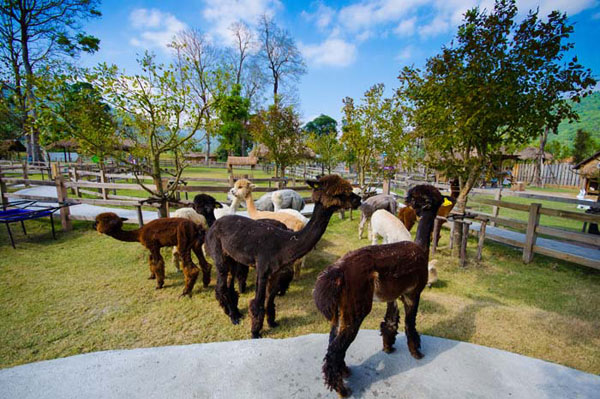 AlpacaHill