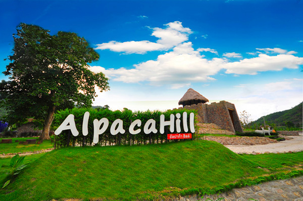 AlpacaHill