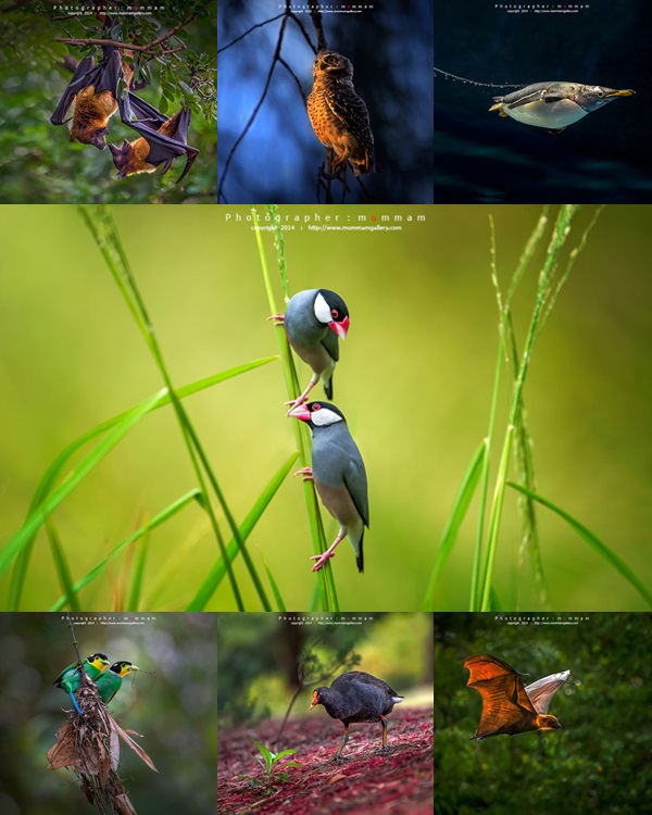 สัตว์บินได้