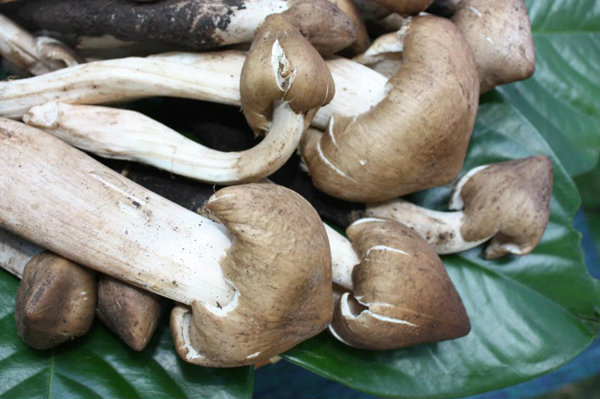 กินปลา กินเห็ด อาหารรสเด็ด อำเภอด่านช้าง ครั้งที่ 11