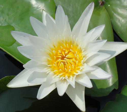 อุทยานบัว สกลนคร