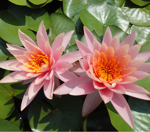 อุทยานบัว สกลนคร