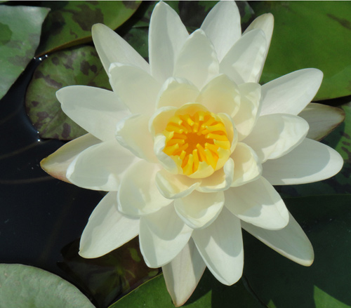 อุทยานบัว สกลนคร