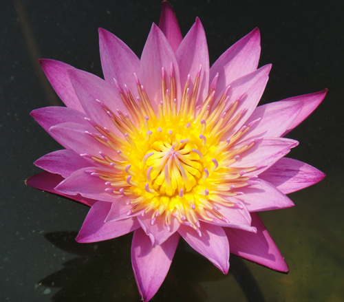 อุทยานบัว สกลนคร