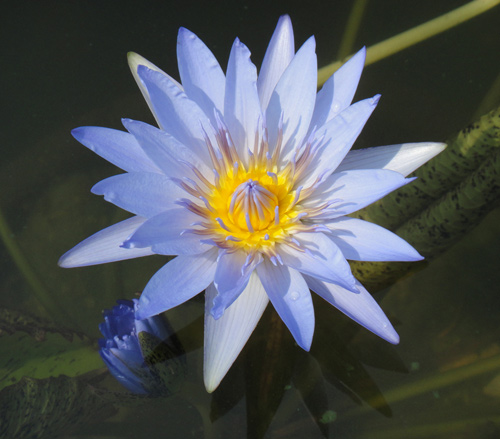 อุทยานบัว สกลนคร