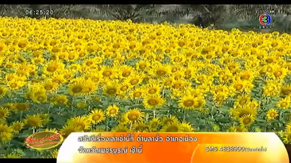 ทุ่งทานตะวันปทุมธานี