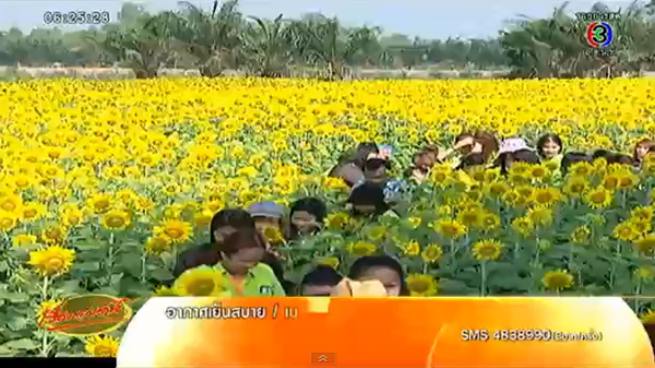 ทุ่งทานตะวันปทุมธานี