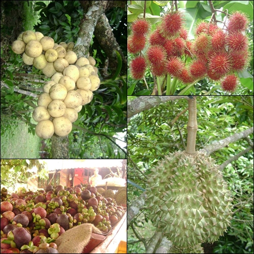 สวนผลไม้ภาคตะวันออก
