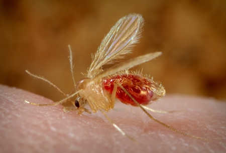 ริ้นฝอยทราย (Sand fly) พาหะโรคลิชมาเนีย