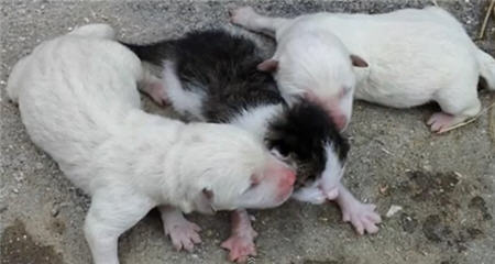 ลูกสุนัข