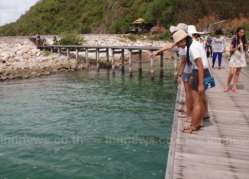 แมงกะพรุนถ้วย แมงกะพรุนถ้วย