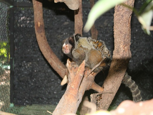 คอมมอนมาโมเซท Common Marmoset