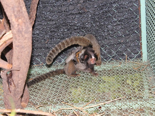 คอมมอนมาโมเซท Common Marmoset