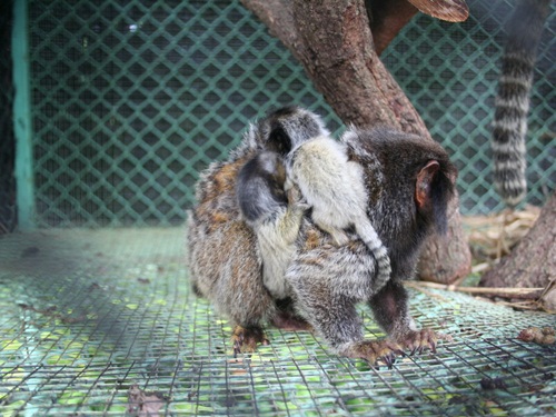 คอมมอนมาโมเซท Common Marmoset