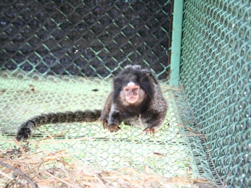 คอมมอนมาโมเซท Common Marmoset