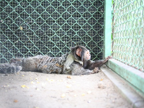 คอมมอนมาโมเซท Common Marmoset