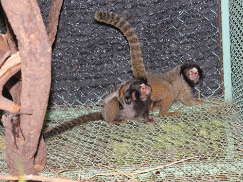 คอมมอนมาโมเซท Common Marmoset