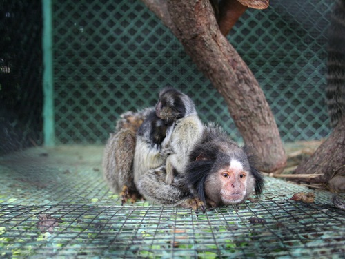 คอมมอนมาโมเซท Common Marmoset