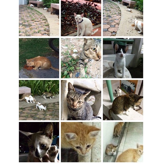 แมว รพ.ธรรมศาสตร์