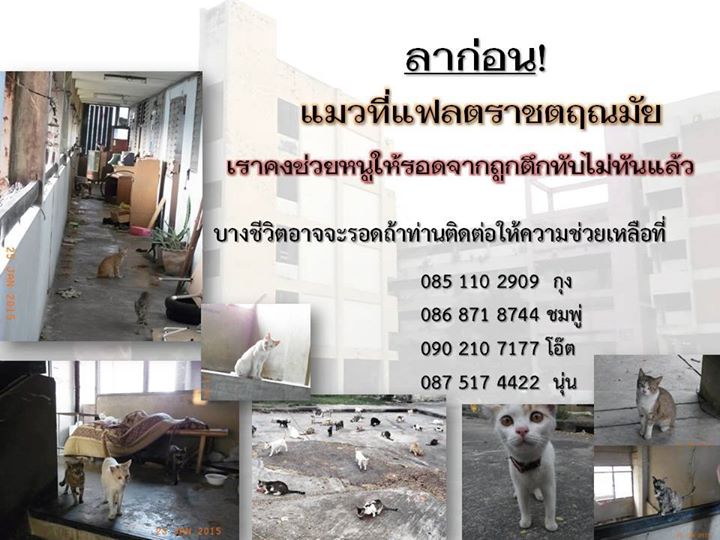 แมวแฟลตราชตฤณมัย