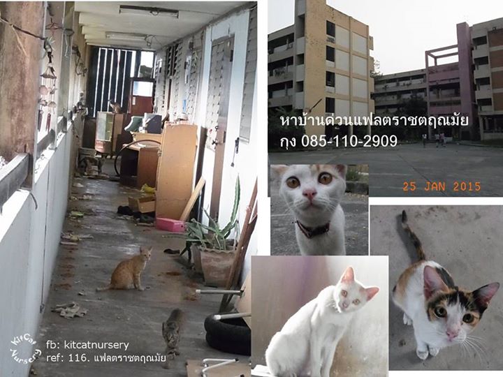 แมวแฟลตราชตฤณมัย