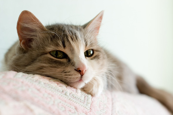 7 วิธี ฝึกเจ้าแมวเหมียวขี้เกียจ ให้กลายเป็นแมวขยัน