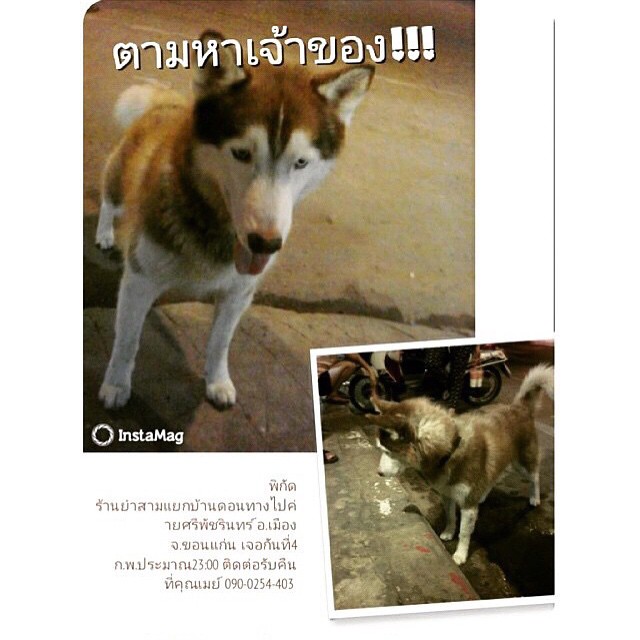 อั้ม พัชราภา สร้าง ig ช่วยเหลือหมาแมว