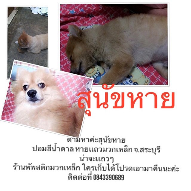 อั้ม พัชราภา สร้าง ig ช่วยเหลือหมาแมว