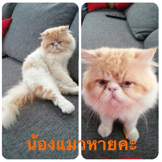 อั้ม พัชราภา สร้าง ig ช่วยเหลือหมาแมว