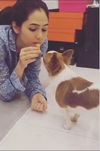 ชมพู่ อารยา กับน้องหมาชิวาวา