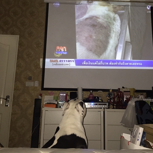 ส่องบ้าน ตุ๊กกี้ บูบู้