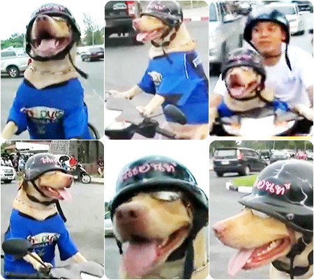 เจ้าไจแอนท์ สุนัขลาบราดอร์