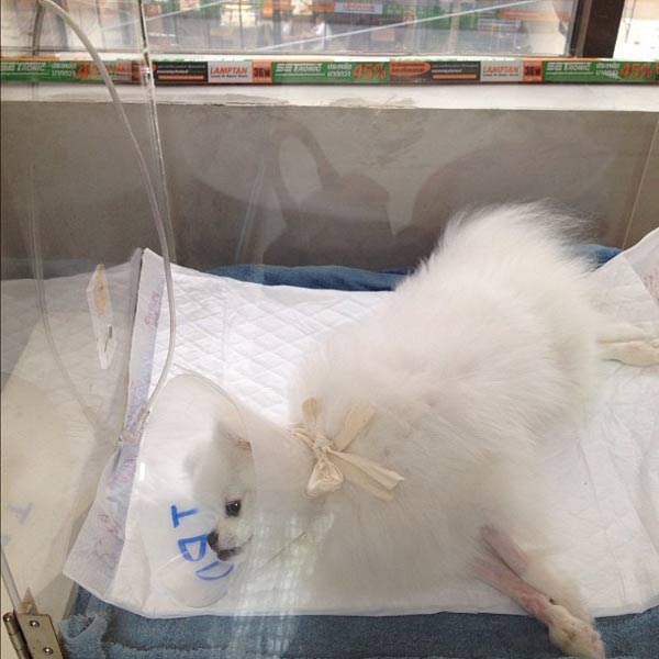 น้องสตางค์ หมา อั้ม พัชราภา