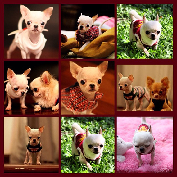 น้องหมา หนุ่ม กรรชัย ตาย