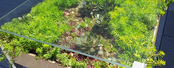 เติมสีเขียวให้บ้าน ด้วยสวนในโต๊ะสุดเก๋