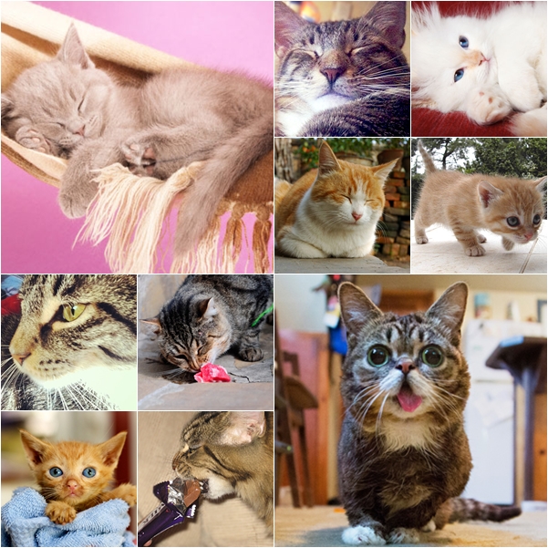  17 เรื่องลับ ๆ ของเหล่าเหมียวที่คุณอาจยังไม่เคยรู้