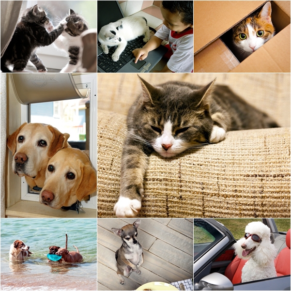  พฤติกรรมต่างขั้วสุดฮา ระหว่างโฮ่งกับเหมียว