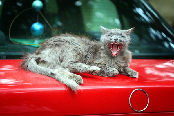  พฤติกรรมต่างขั้วสุดฮา ระหว่างโฮ่งกับเหมียว