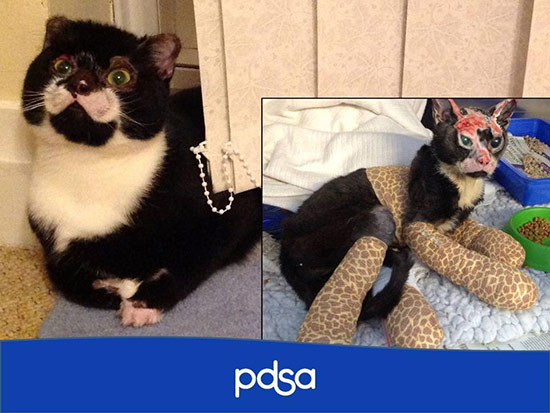  แมวอังกฤษรับรางวัลสัตว์สู้ชีวิตดีเด่น หลังรอดตายจากไฟคลอก