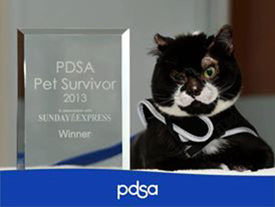  แมวอังกฤษรับรางวัลสัตว์สู้ชีวิตดีเด่น หลังรอดตายจากไฟคลอก