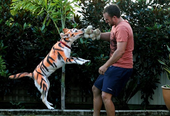  ชายอังกฤษย้อมหมาให้กลายเป็นเสือ เซอร์ไพรส์วันเกิดหลาน