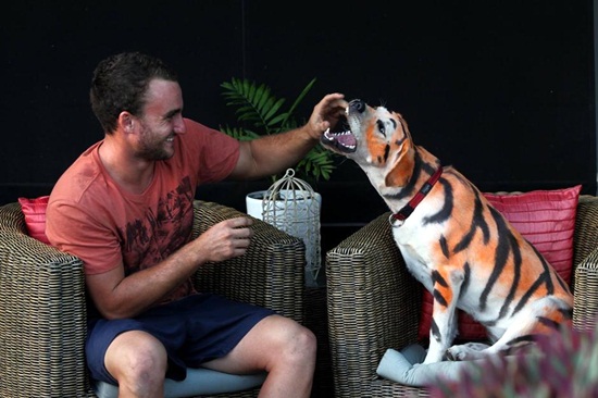 ชายอังกฤษย้อมหมาให้กลายเป็นเสือ เซอร์ไพรส์วันเกิดหลาน