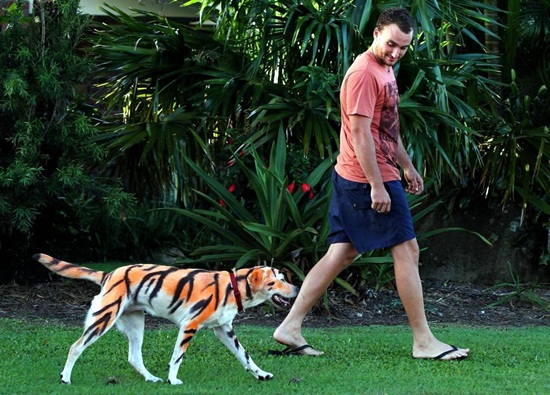 ชายอังกฤษย้อมหมาให้กลายเป็นเสือ เซอร์ไพรส์วันเกิดหลาน